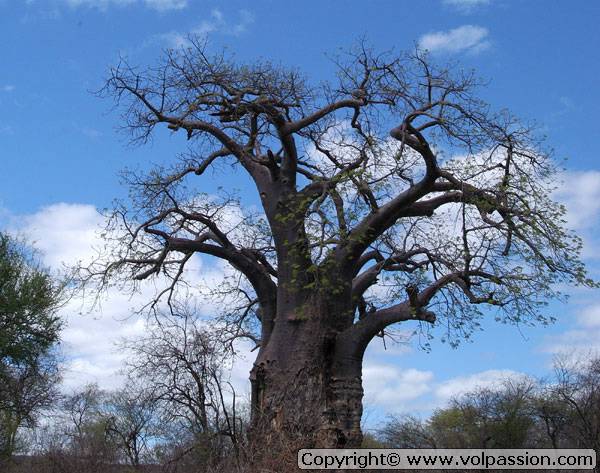 baobab2