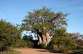 baobab1