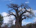 baobab2