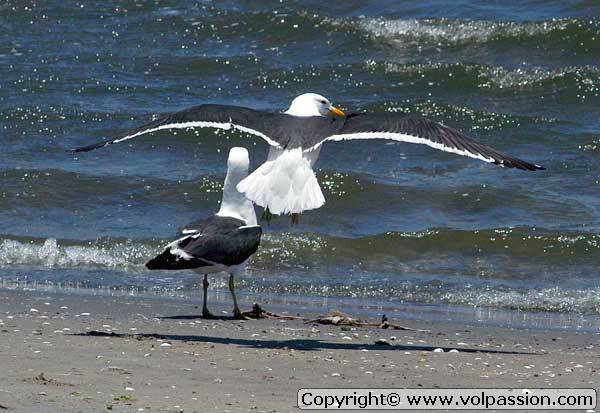 06_mouette1