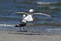 06_mouette1