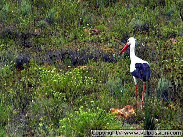 cigogne2