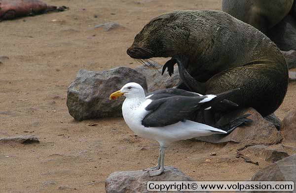 mouette3