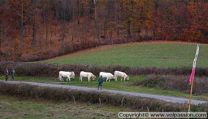 20vaches