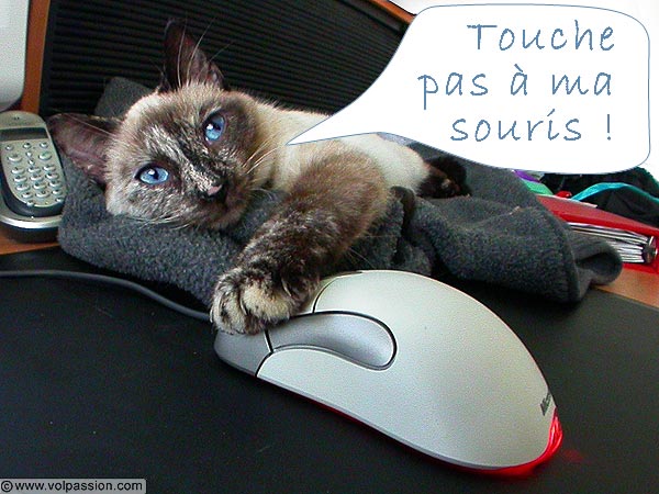 souris