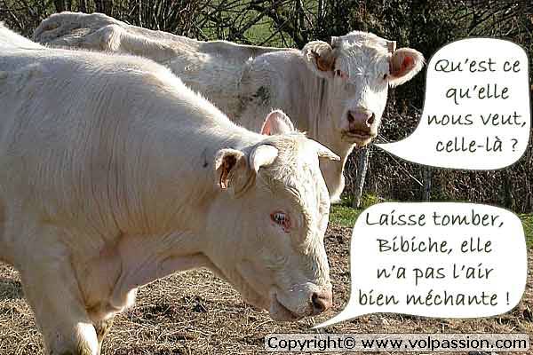 vache