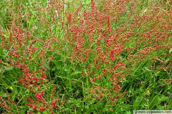 polygonacees-rumex-acetosella-