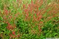 polygonacees-rumex-acetosella-