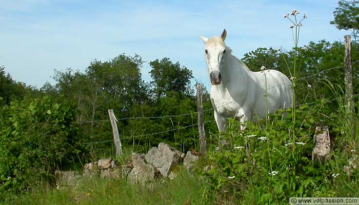 cheval_blanc