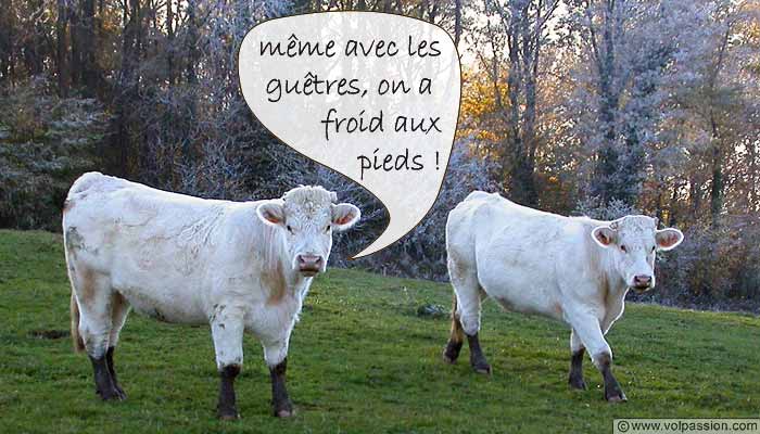 vaches_novembre