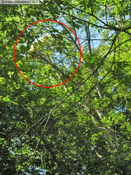 un parapentiste dans les arbres