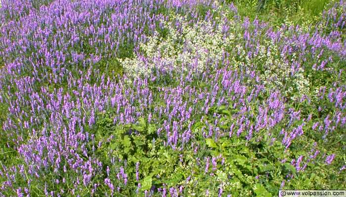 tapis de fleurs au mont pejus