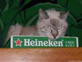 le chat tramontane heineken