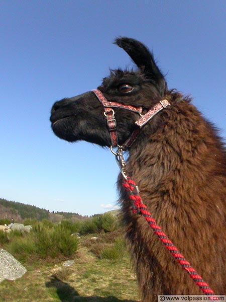 le-lama