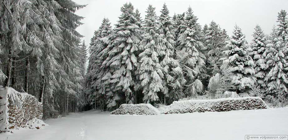 01-la-neige-sur-les-sapins