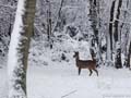 le chevreuil du jour