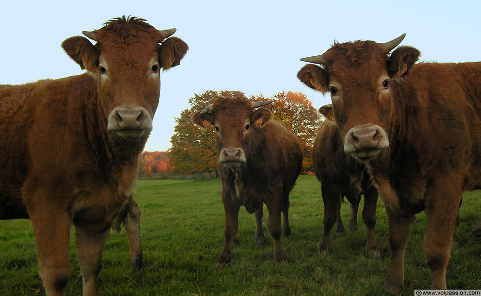 vaches-novembre-2007