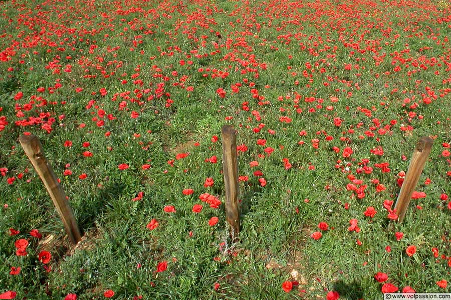 02-coquelicots