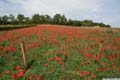 01-coquelicots