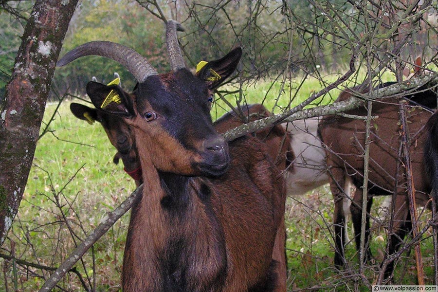 chevre