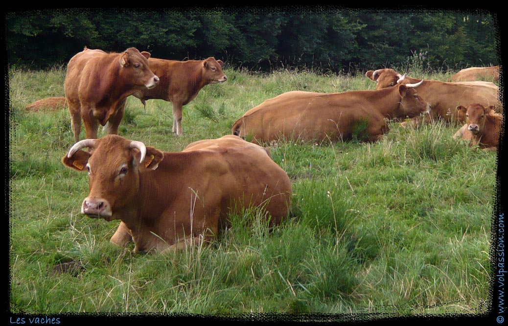 les-vaches