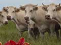 les vaches