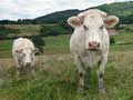 photo-vache