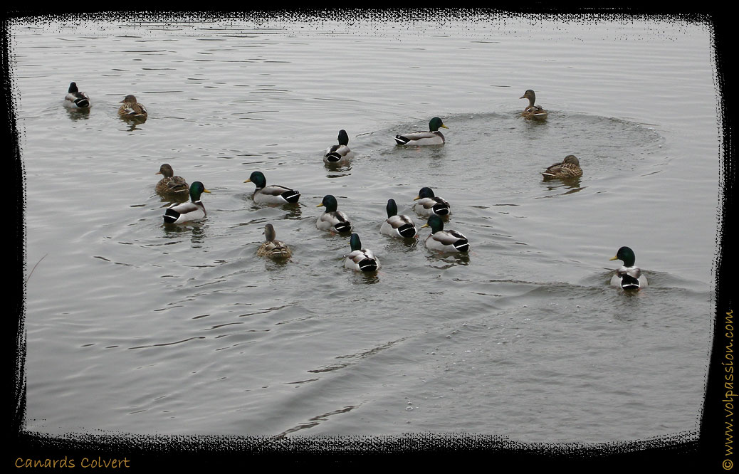 05-canards-colvert