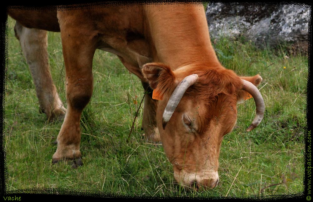 photo - vache