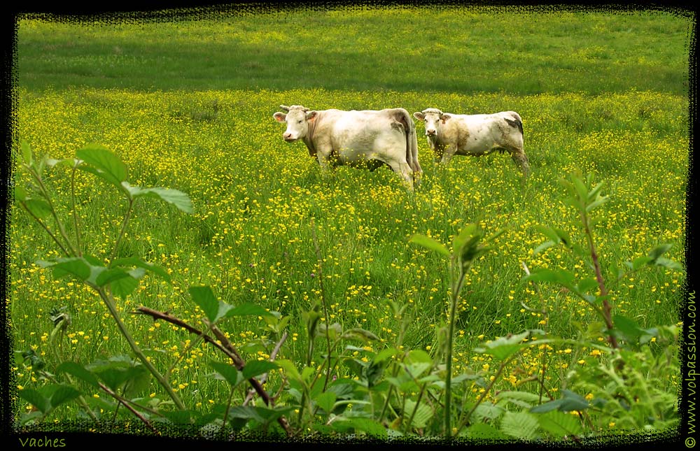 les-vaches