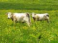 les vaches