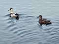 photo canards colvert