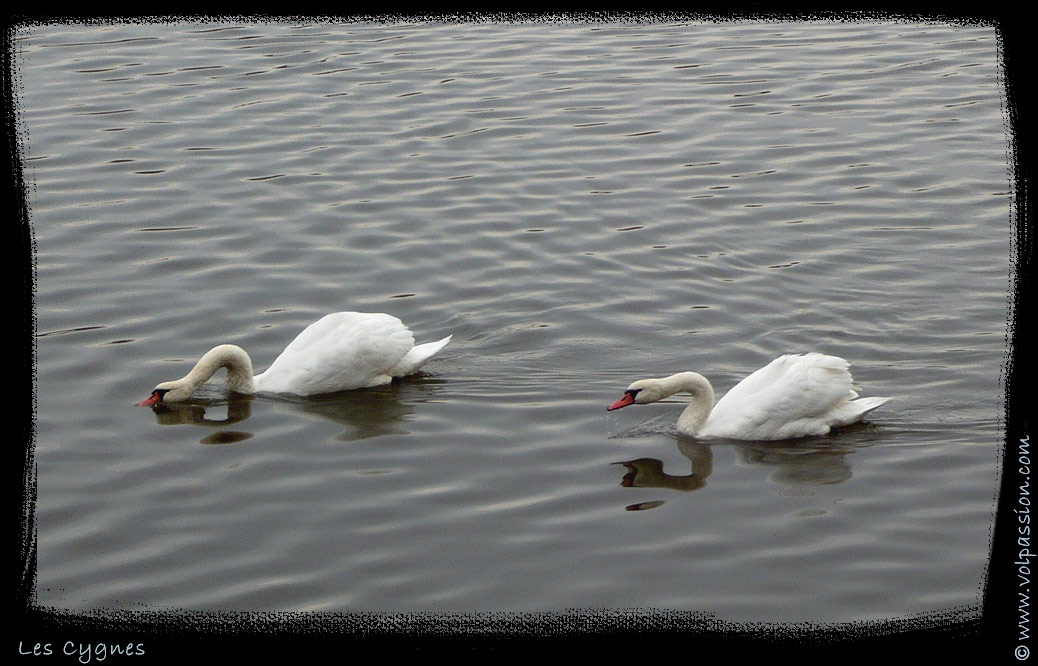 01-photo-cygnes