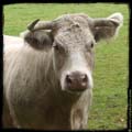 01-photo--vache