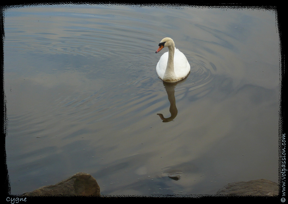 07-cygne