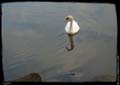 07-cygne