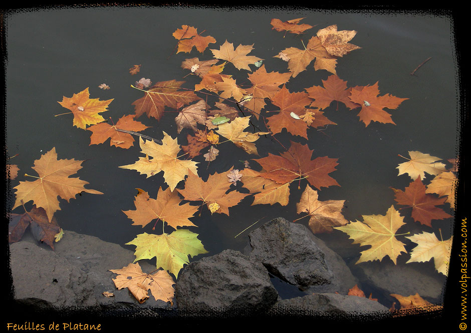 03-feuilles-de-platane