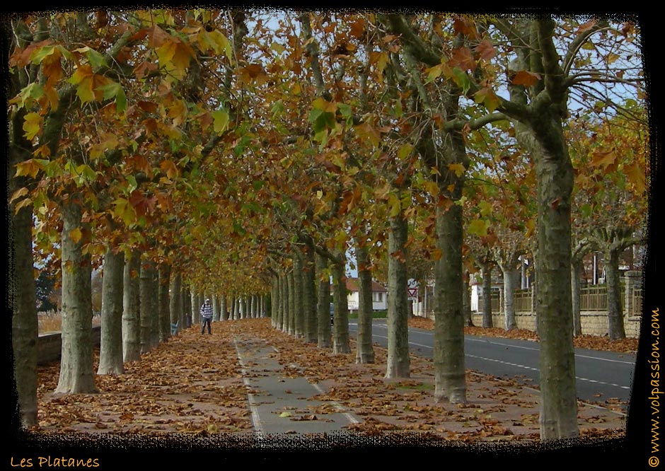 01-les-platanes