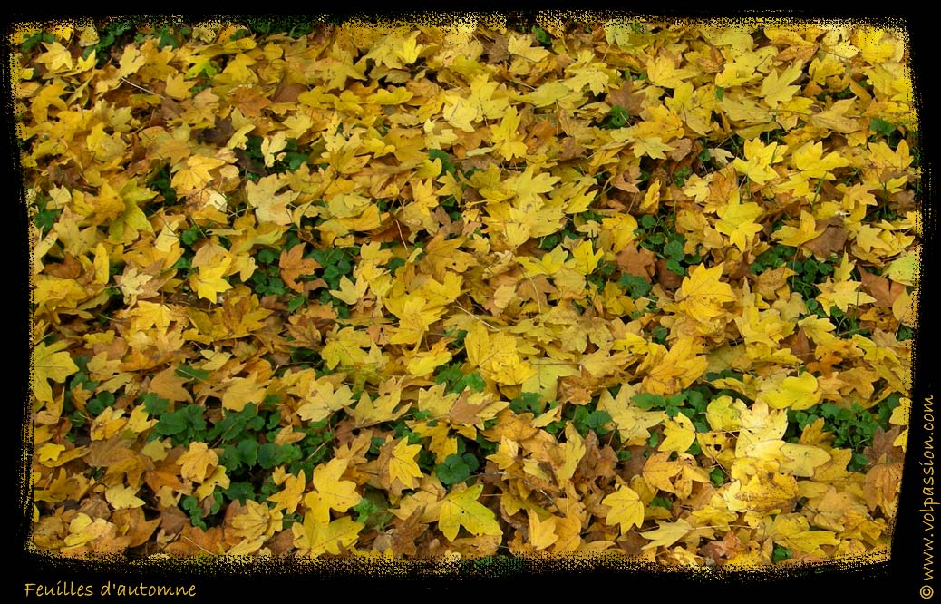 03-feuilles-d-automne