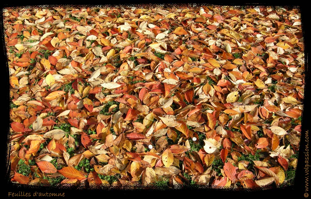 08-feuilles-d-automne