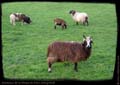 05-animaux-ferme-maugrand