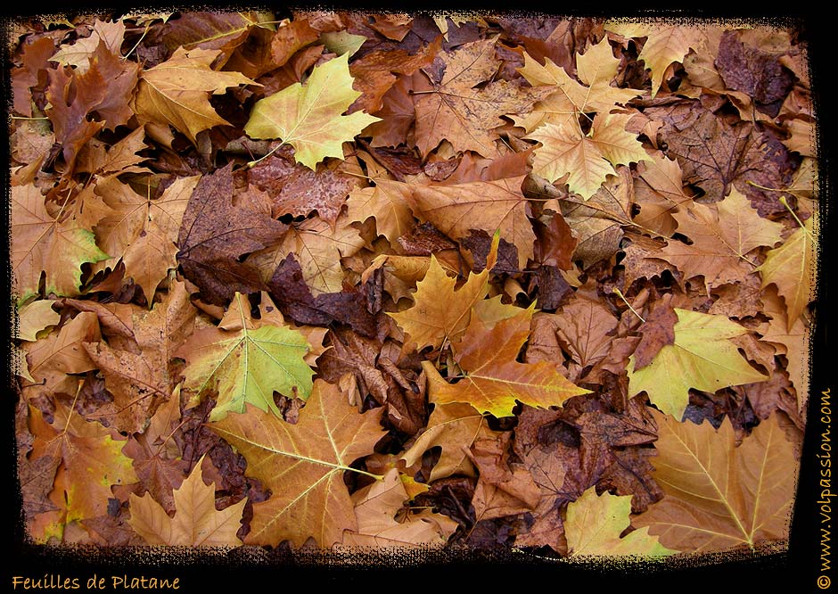 feuilles-de-platane