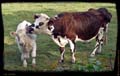 01-les-vaches