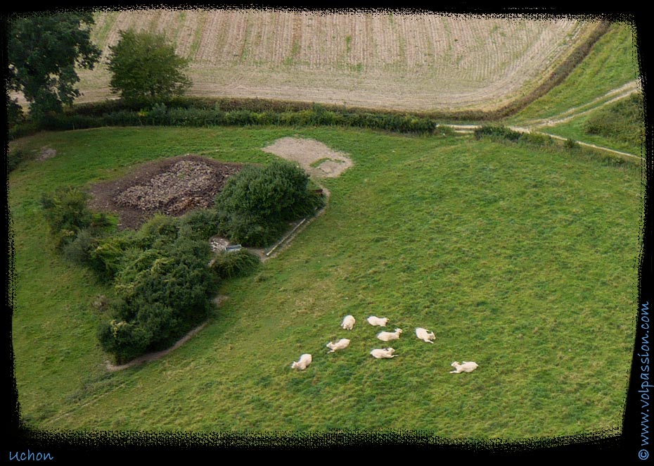 02-les-vaches