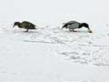 photo canards colvert