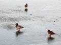 photo canards colvert