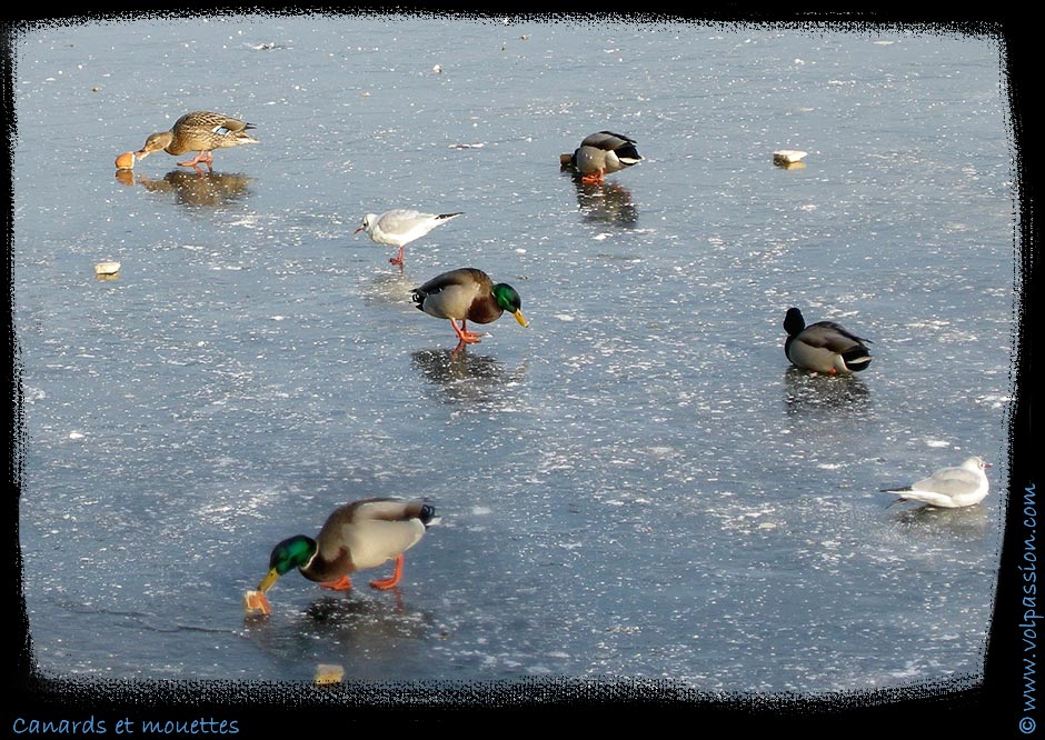 04-canards-et-mouettes