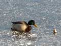 photo canard colvert