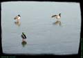 02-canards-colvert