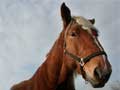 pas de parapente photo cheval